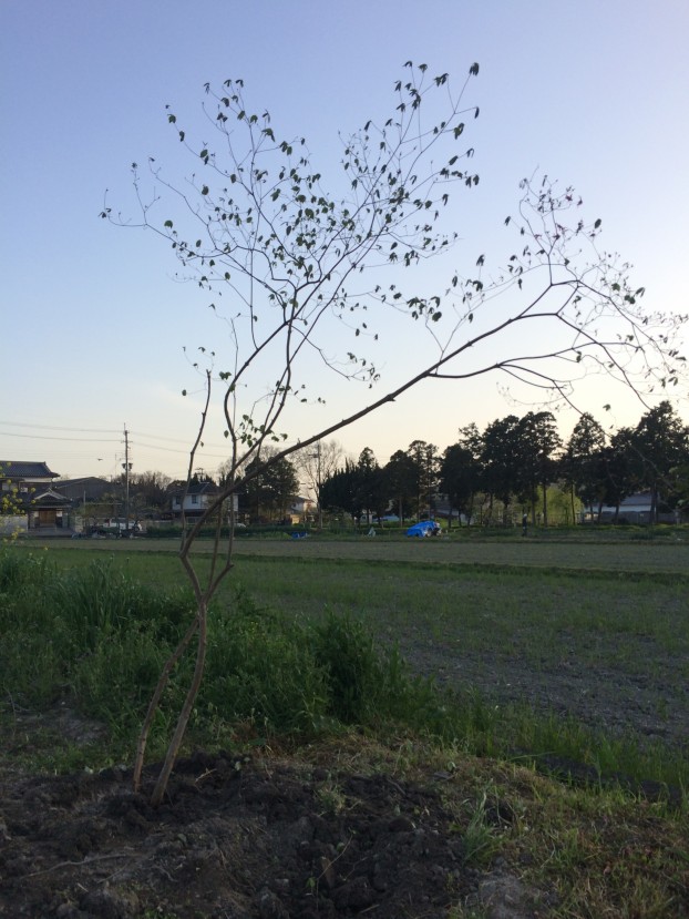 山採りの「ミツバツツジ」｜兵庫県 たつの市 | ガーデン・エクステリア